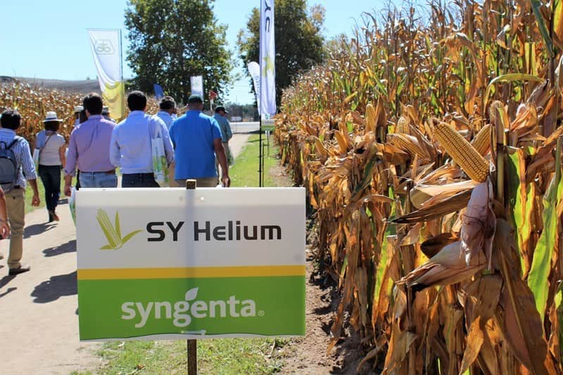syngenta
